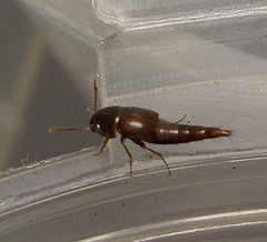 Sepedophilus marshami
