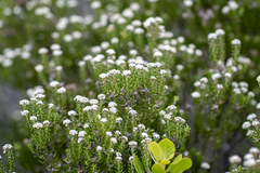 Phylica ericoides, photograph (c) magriet b, some rights reserved (CC BY-SA)