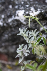 Helichrysum retortum, photograph (c) magriet b, some rights reserved (CC BY-SA)
