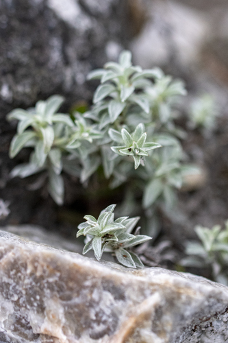 Helichrysum retortum, photograph 4
