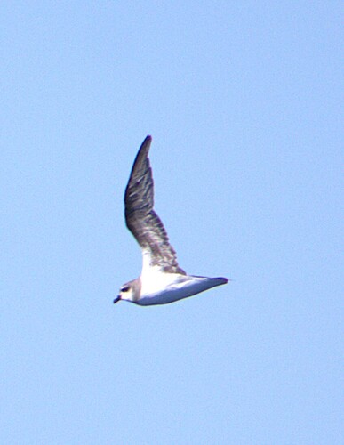iNaturalist image