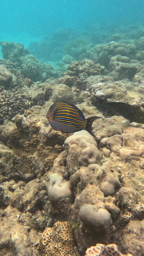 Acanthurus lineatus