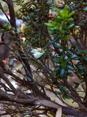 Erica petiolaris