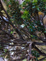 Erica petiolaris