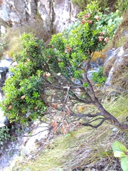 Erica petiolaris