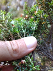 Erica petiolaris