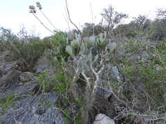 Kalanchoe grandidieri, photograph (c) amantedarmanin, some rights reserved (CC BY)