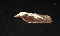 Acleris cristana