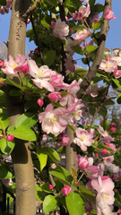 Malus micromalus