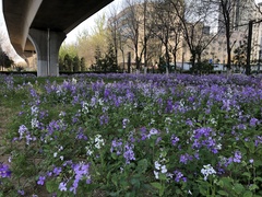 Orychophragmus violaceus