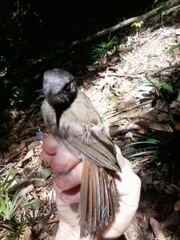 Malacopteron magnirostre