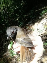 Malacopteron magnirostre