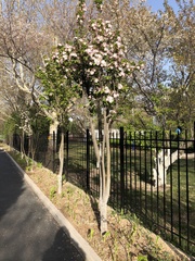 Malus micromalus