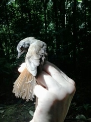 Malacopteron magnirostre