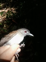 Malacopteron magnirostre