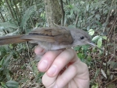 Alcippe brunneicauda