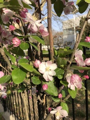 Malus micromalus