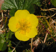 Geum calthifolium