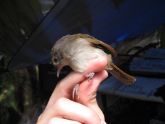 Alcippe brunneicauda