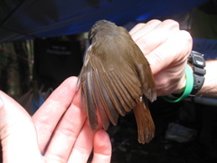 Alcippe brunneicauda