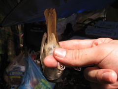 Alcippe brunneicauda