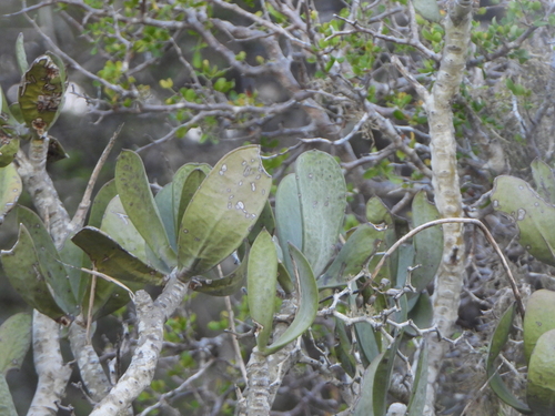 Kalanchoe grandidieri