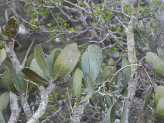 Kalanchoe grandidieri