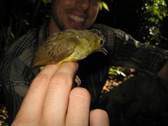 Tricholestes criniger