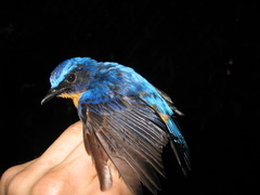 Cyornis superbus
