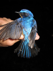 Cyornis superbus
