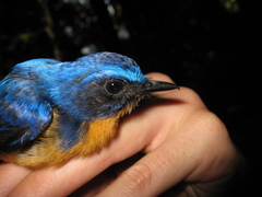 Cyornis superbus