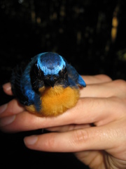 Cyornis superbus