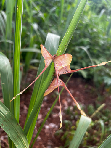 Eudaemonia argus