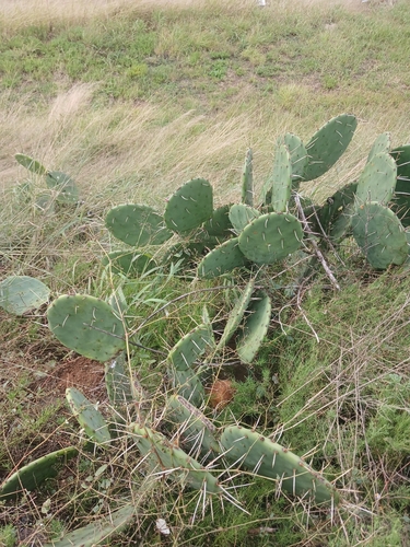 Opuntia megapotamica
