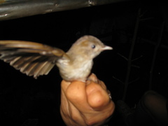 Alcippe brunneicauda