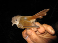 Alcippe brunneicauda