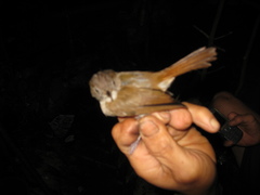 Alcippe brunneicauda