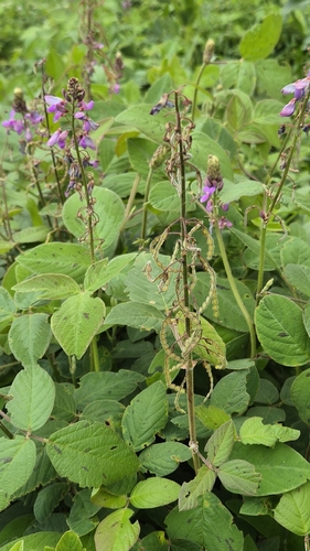 Greenleaf Ticktrefoil