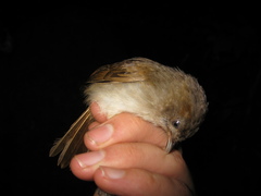 Alcippe brunneicauda