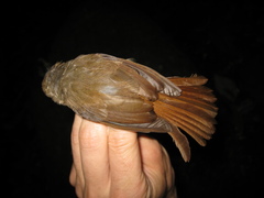 Alcippe brunneicauda