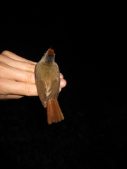 Malacopteron cinereum