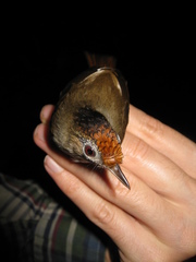 Malacopteron cinereum