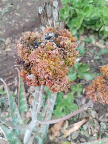 Aloe Gall Mite