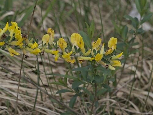 Chamaecytisus ratisbonensis, photograph 6