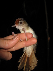 Malacopteron cinereum