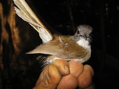 Malacopteron magnirostre