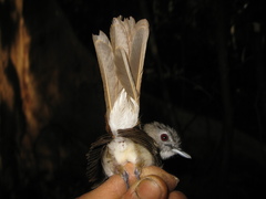 Malacopteron magnirostre