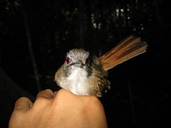 Malacopteron magnirostre