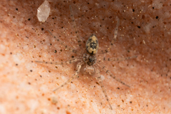 Oecobius maculatus