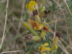 (c) Andreas Stiller, some rights reserved (CC BY) Chamaecytisus ratisbonensis, photograph (c) Andreas Stiller, some rights reserved (CC BY)